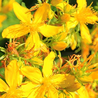 https://www.flowers.com/blog/wp content/uploads///Hypericum perforatum s