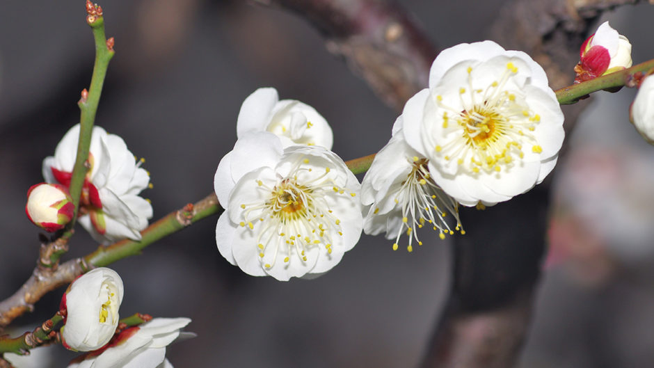 Japanese Flowers: Cultural Significance & Meaning | Petal Talk