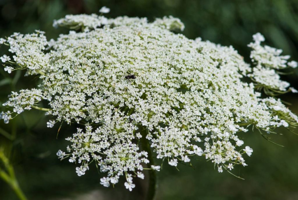 https://www.flowers.com/blog/wp content/uploads///Queen Annes Lace Wild Carrot x