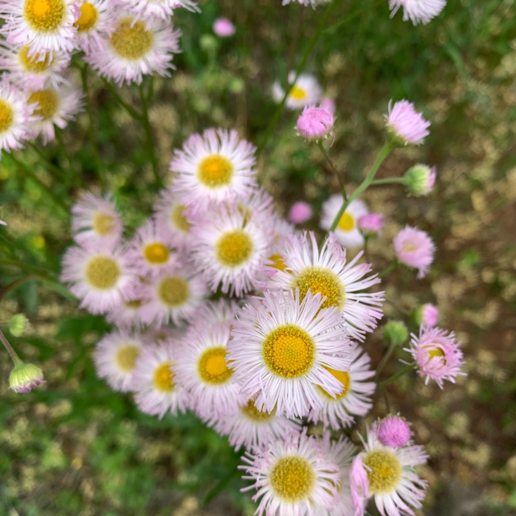 https://www.flowers.com/blog/wp content/uploads///fleabane x