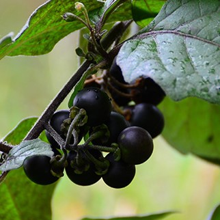 https://www.flowers.com/blog/wp content/uploads///solanum nigrum s