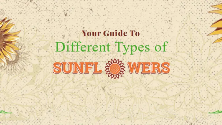 Your Guide To Different Types of Sunflowers