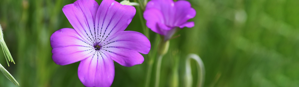 funny flower names with corn cockle