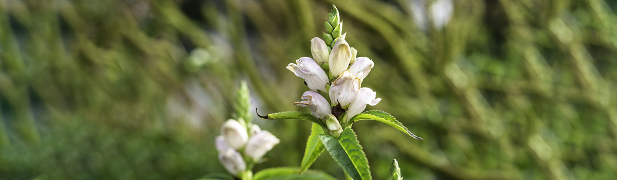 funny flower names with turtlehead