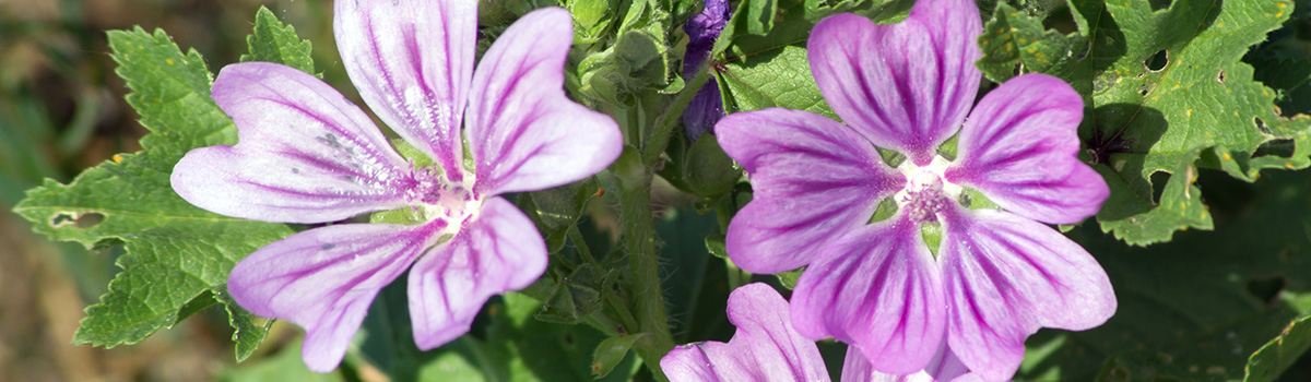 Five Petal Flower Names Home Alqu