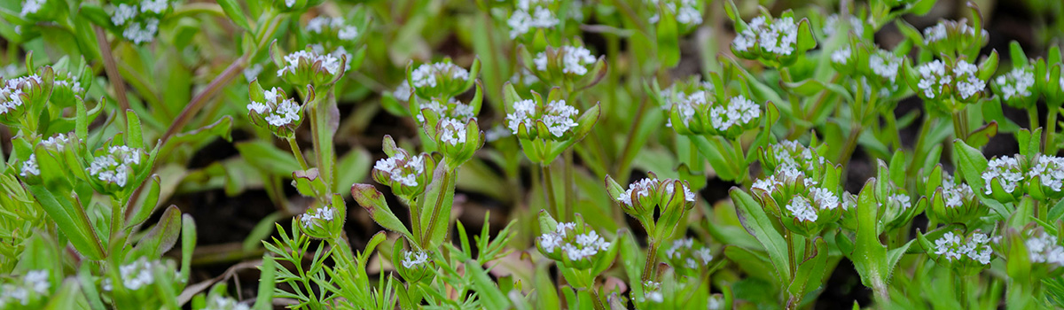 funny flower names with corn salad