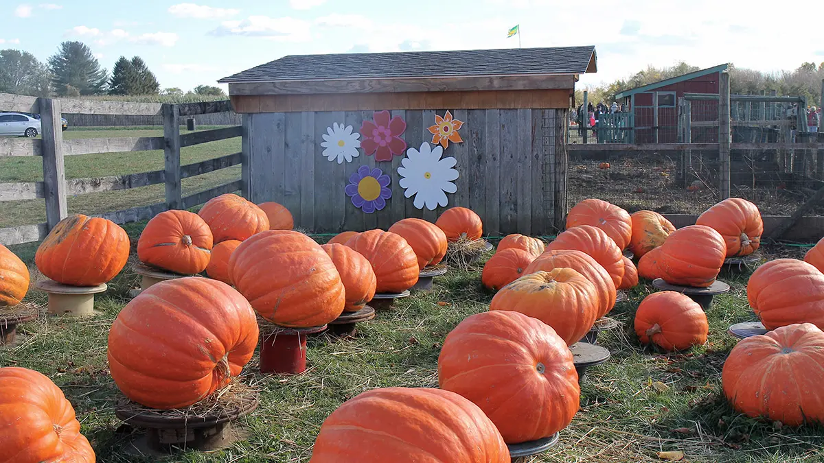 Why People Are Loving Fall This Year | Petal Talk