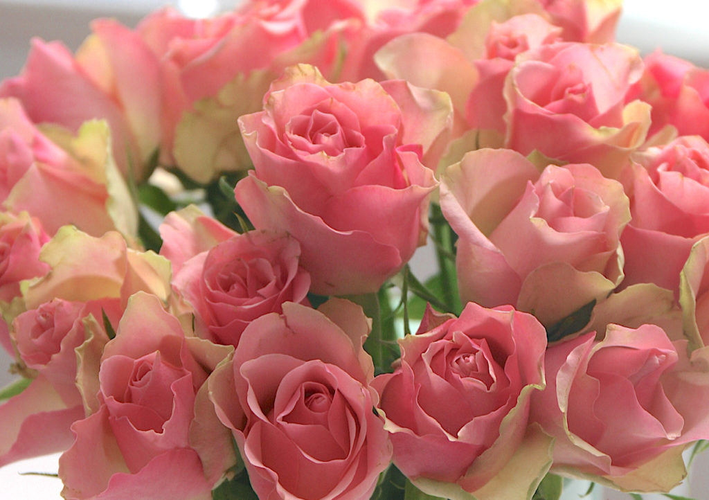 https://www.flowers.com/blog/wp content/uploads///thumbnail Roses x