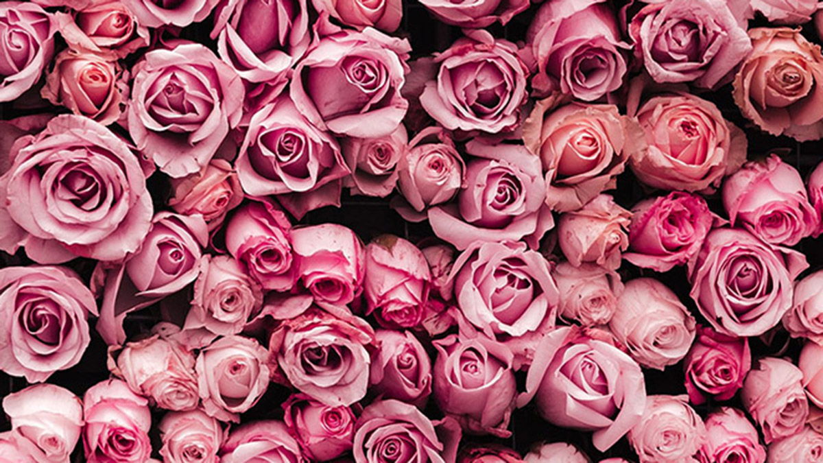 https://www.flowers.com/blog/wp content/uploads///Roses stock photo