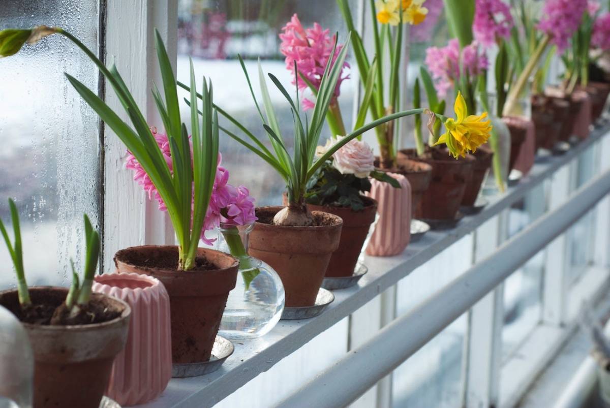 winter flower ideas with winter flowers in a shed