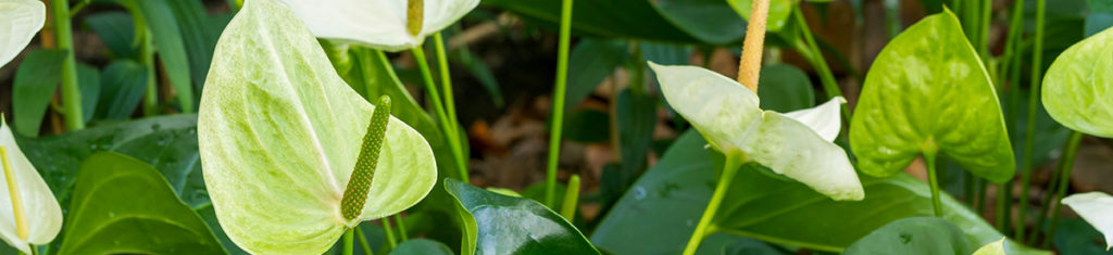 https://www.flowers.com/blog/wp content/uploads///Anthurium naturally green flower x