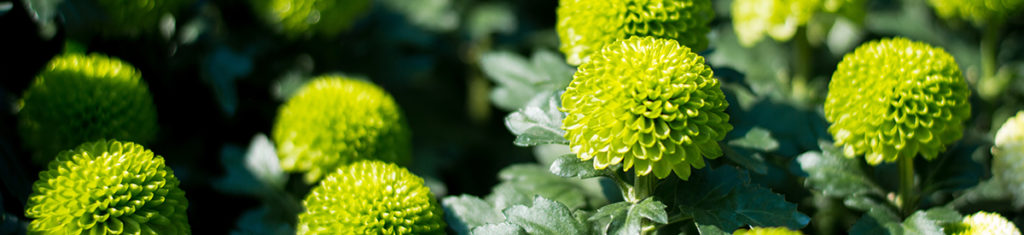 https://www.flowers.com/blog/wp content/uploads///Green pompons naturally green flowers x