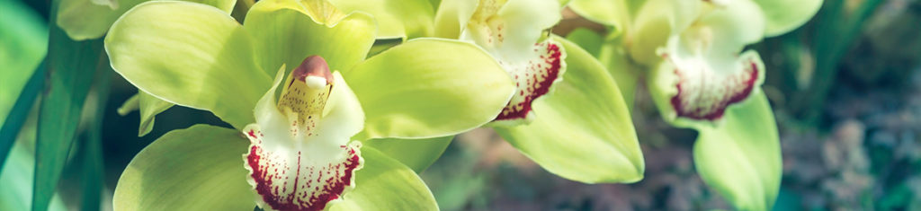 https://www.flowers.com/blog/wp content/uploads///Naturally Green Cymbidium Orchid x