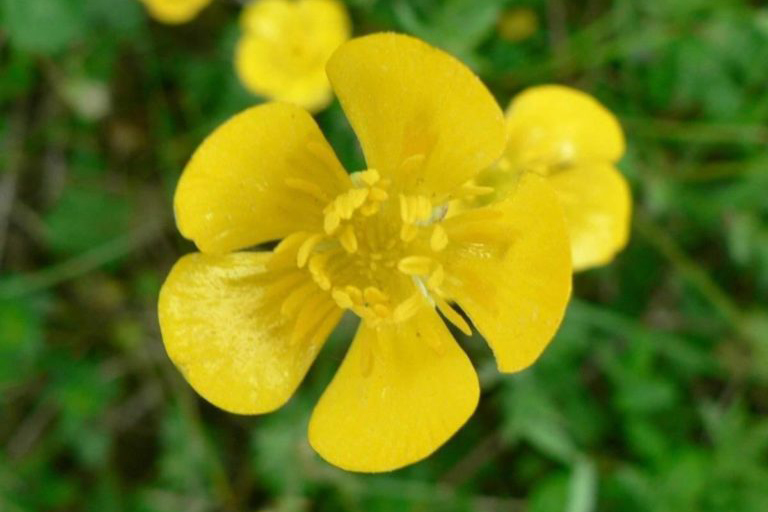 irish flowers with buttercup