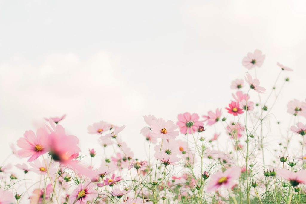 Field of pink spring flowers