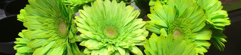 https://www.flowers.com/blog/wp content/uploads///green gerbera naturally green x