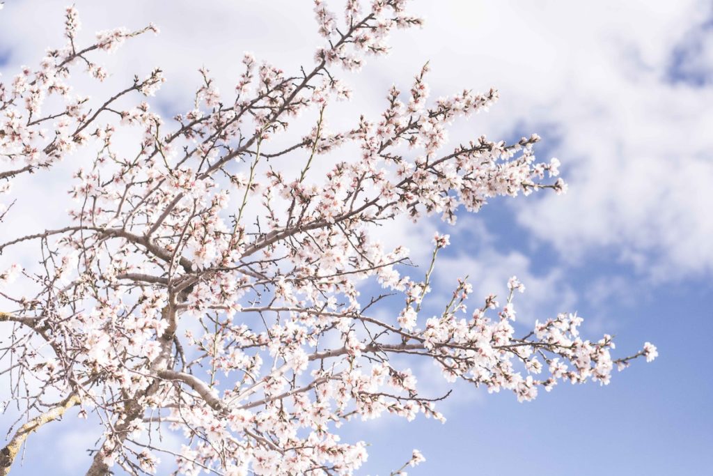 irish flowers with wild cherry