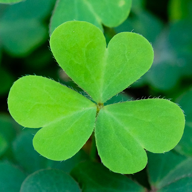 https://www.flowers.com/blog/wp content/uploads///st patricks day histopry four leaf clover