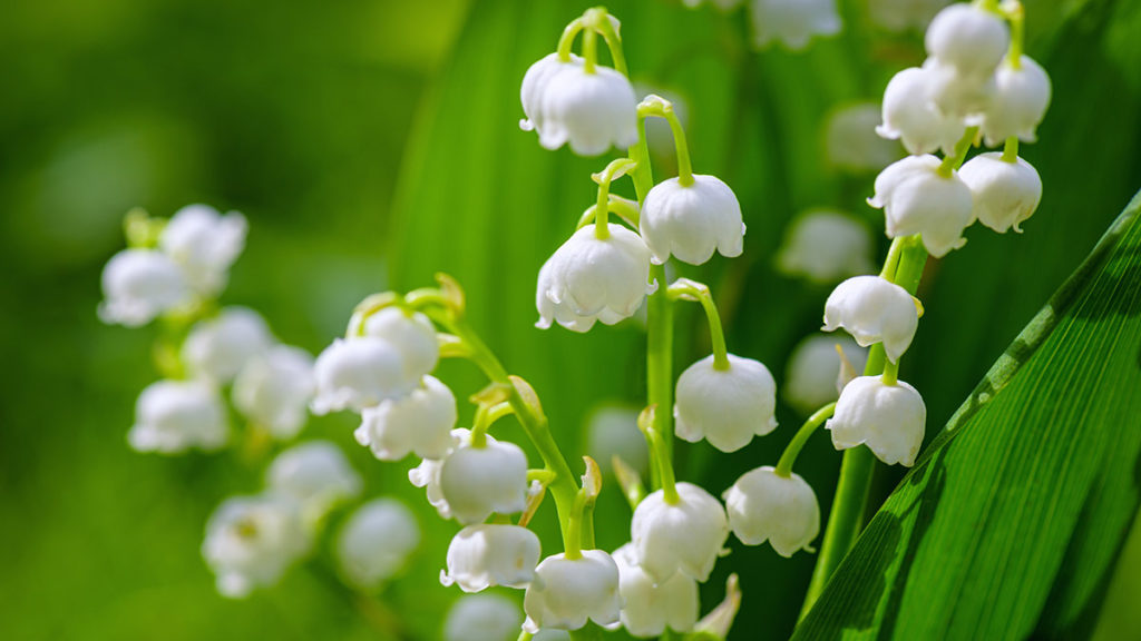 https://www.flowers.com/blog/wp content/uploads///lily of the valley x