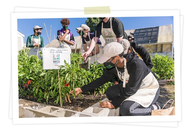 Photo of Farmers at Smile Farms as they raise peppers for hot sauce.