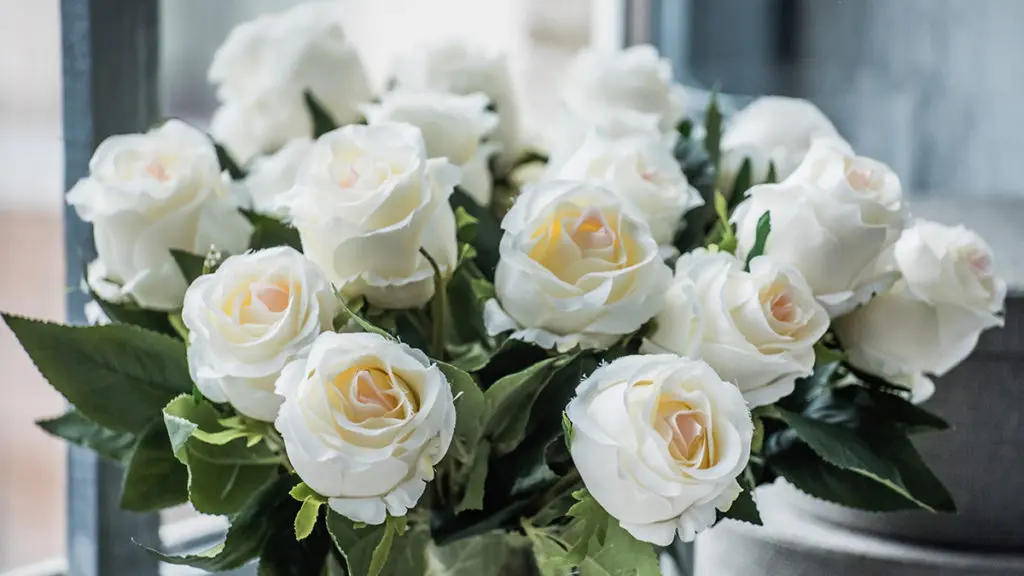 white flower rose