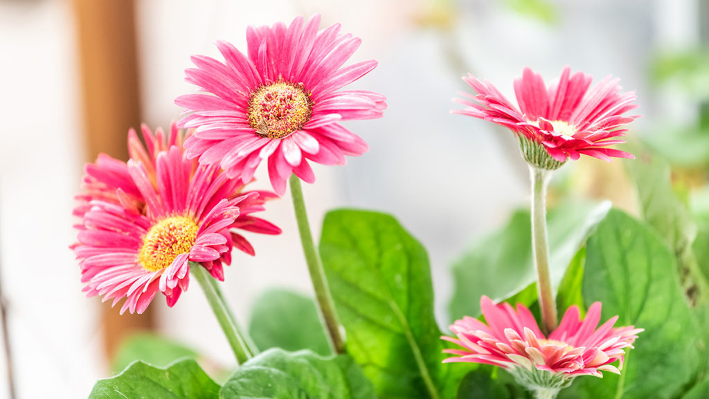 https://www.flowers.com/blog/wp content/uploads/// gerbera daisies  x