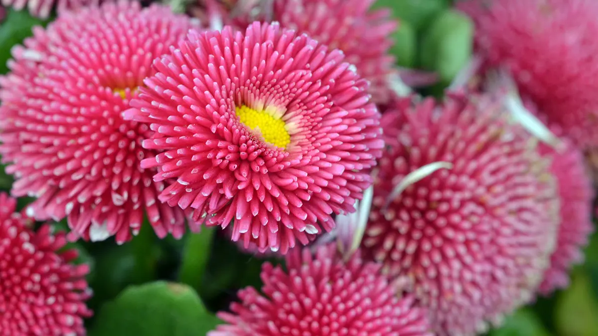 Pink Chrysanthemum Flower - Name Badge Holder - Retractable ID