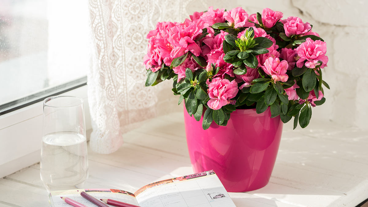 A photo of summer flowers with azaleas in a pot