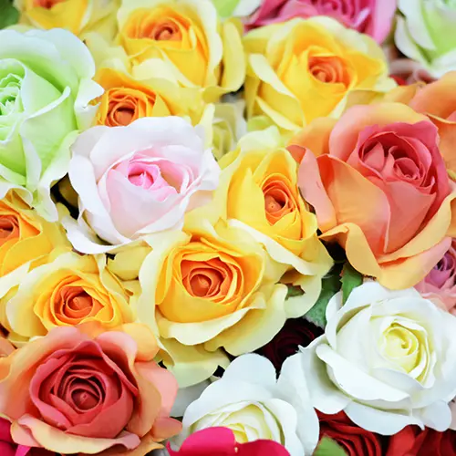 Rose Color Meanings - Fiftyflowers