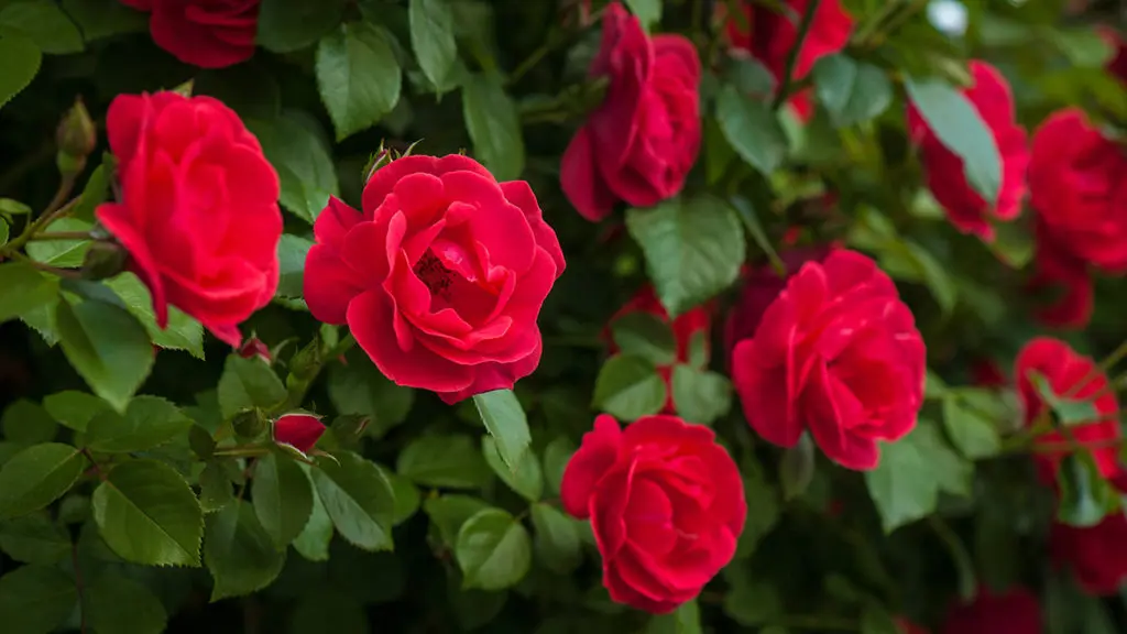 Good Morning Flowers, good morning, love, nature, rose, roses, HD phone  wallpaper