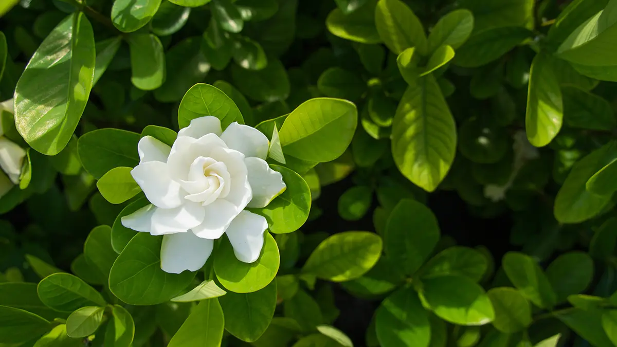 Favorite White Flowers