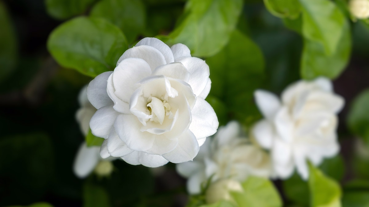 A photo of best smelling flowers with jasmine growing in nature