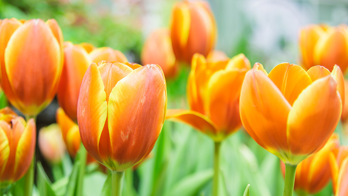 Learn All About Each Tulip Color Meaning | Petal Talk