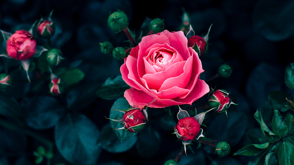 A photo of best smelling flowers with pink roses growing in nature