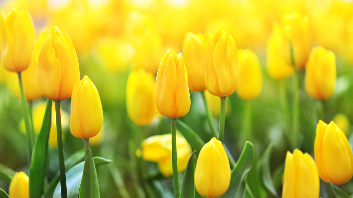 yellow tulips bouquet