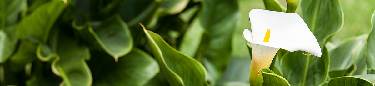 common house plants with calla lily