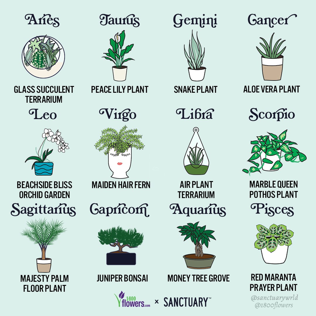 https://www.flowers.com/blog/wp content/uploads///Zodiac plants