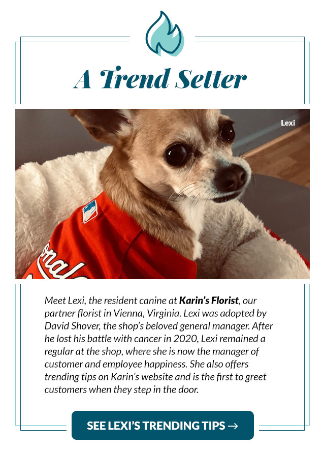 Graphic telling the story of Lexi a florists shop dog in Vienna Virginia