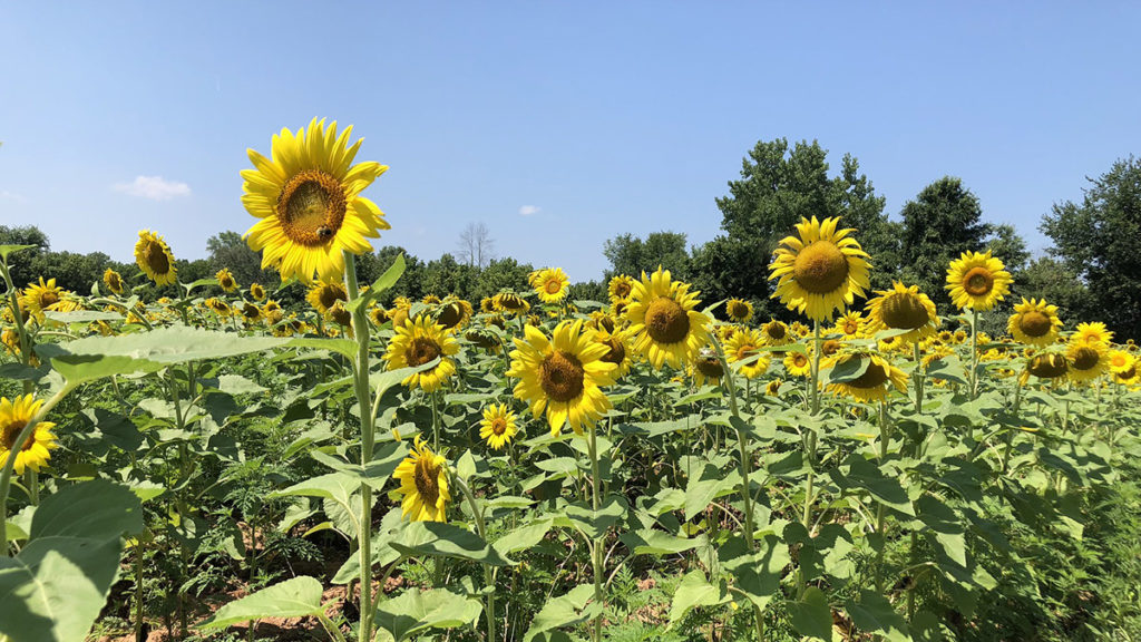 sunflower fields with McKee Beshers Wildlife Management Area