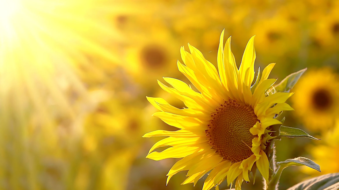 C Mo Cuidar Los Girasoles Consejos Para El Cuidado Del Girasol Mis Plantas