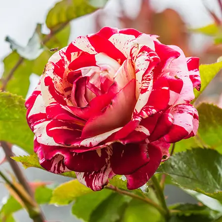 Types of Roses, Rose Varieties