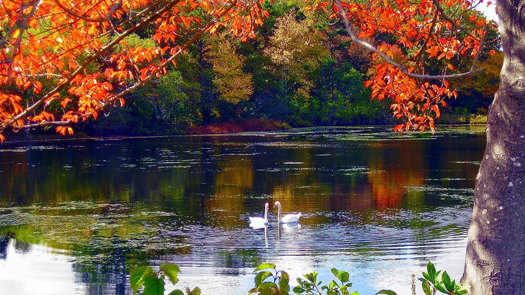 https://www.flowers.com/blog/wp content/uploads/// Fall Quotes Saying Swans In Lake optimized