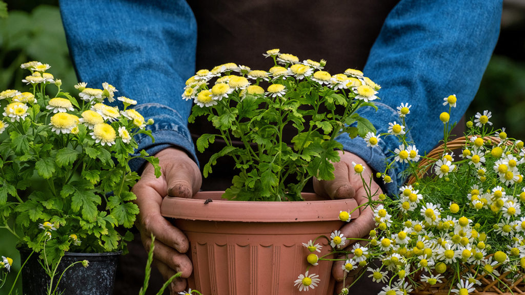 https://www.flowers.com/blog/wp content/uploads///how to care for mums woman planting mums in container x