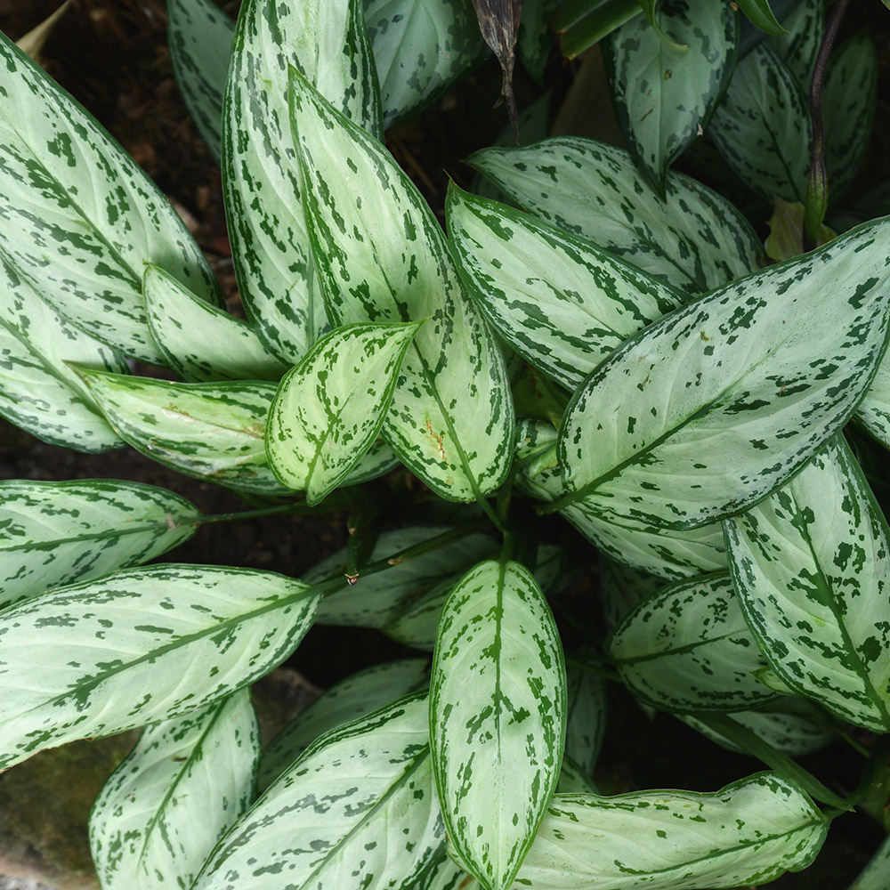 https://www.flowers.com/blog/wp content/uploads///low maintenance plants with aglaonema