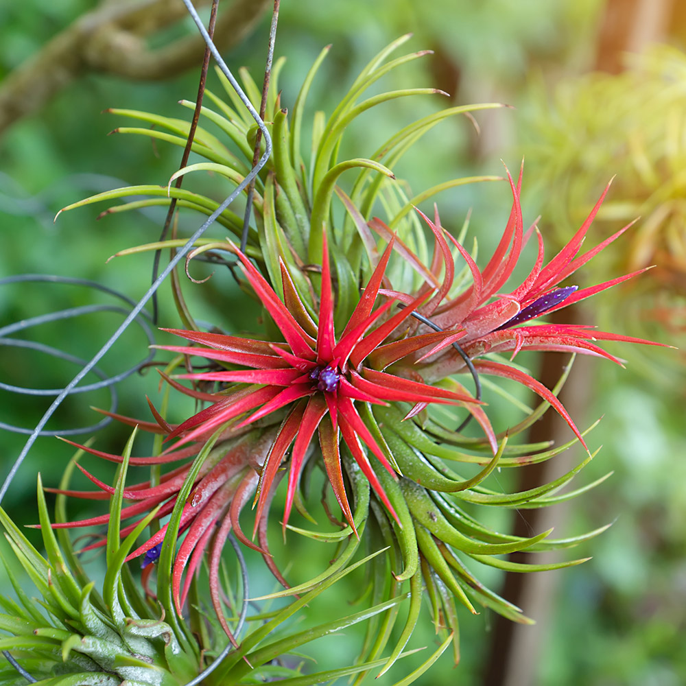 https://www.flowers.com/blog/wp content/uploads///low maintenance plants with air plants