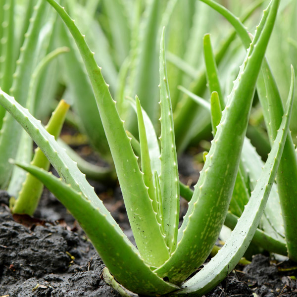 https://www.flowers.com/blog/wp content/uploads///low maintenance plants with aloe vera