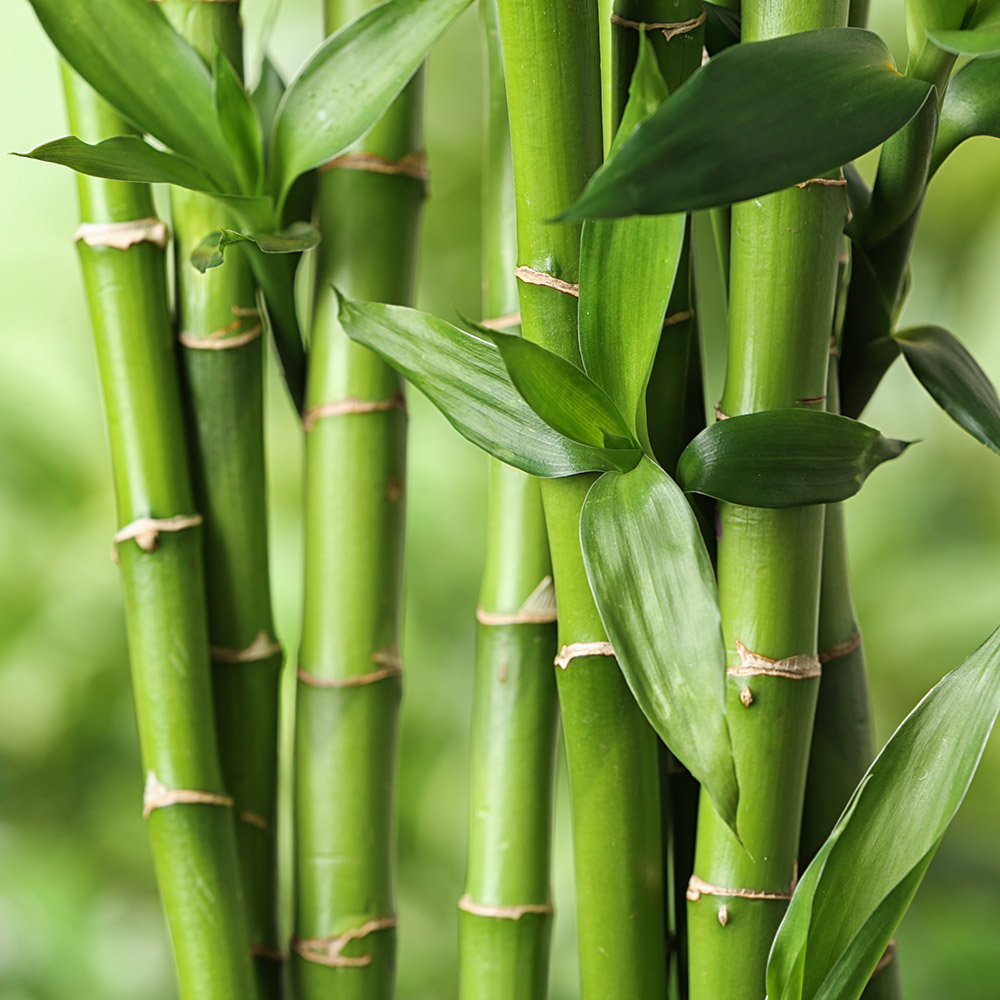 https://www.flowers.com/blog/wp content/uploads///low maintenance plants with lucky bamboo