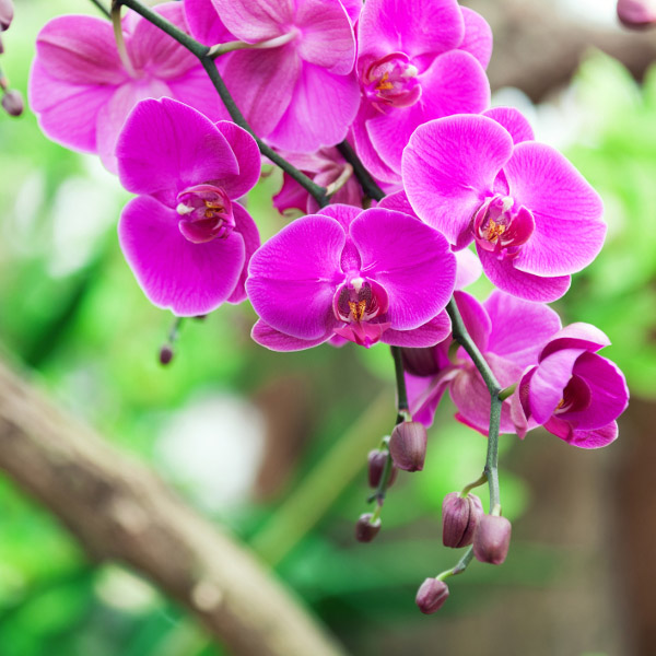 https://www.flowers.com/blog/wp content/uploads///low maintenance plants with orchids