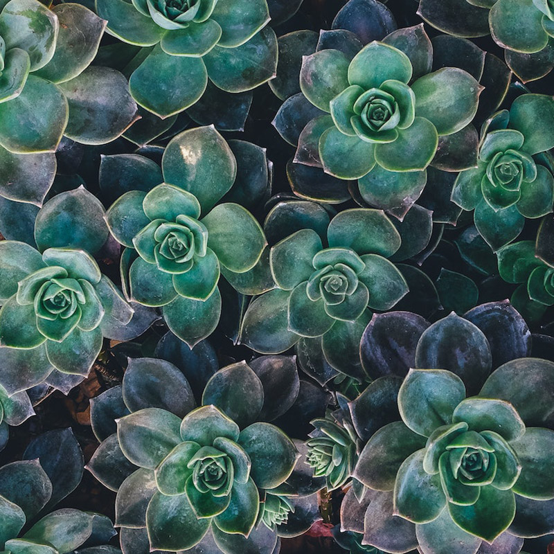 https://www.flowers.com/blog/wp content/uploads///low maintenance plants with succulents