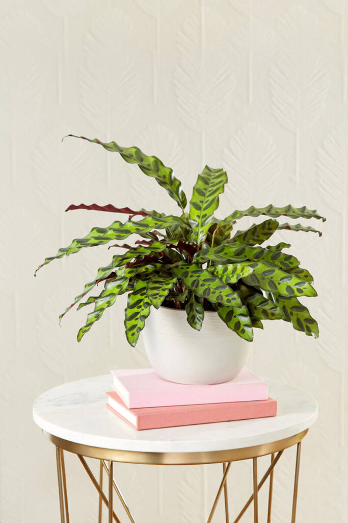 https://www.flowers.com/blog/wp content/uploads///calathea rattlesnake care  x